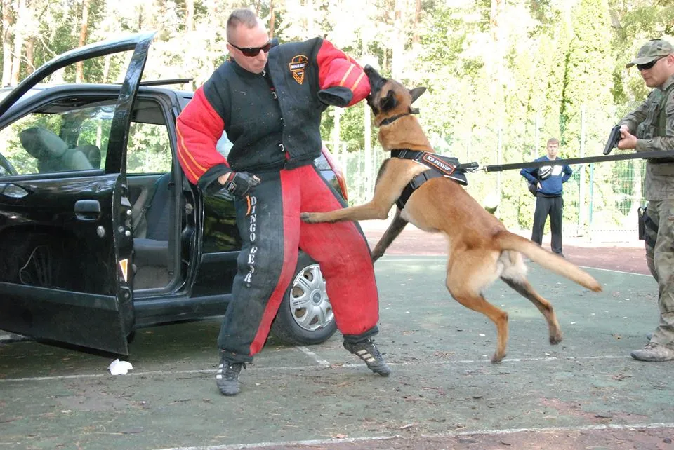 Dingo Gear FULL-BITE Suit