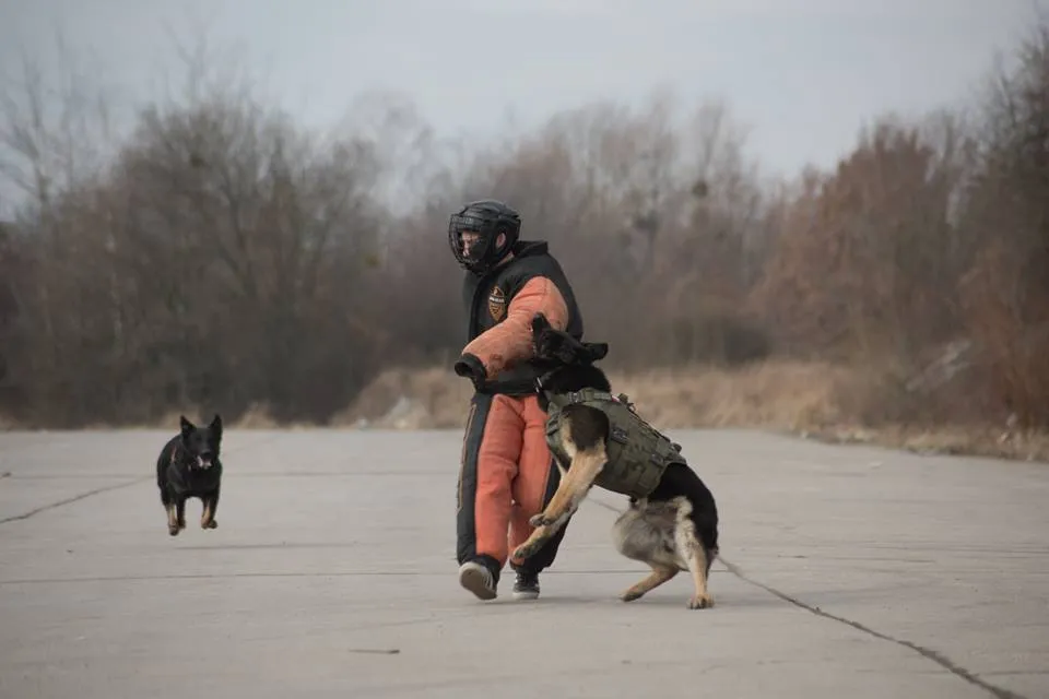 Dingo Gear FULL-BITE Suit