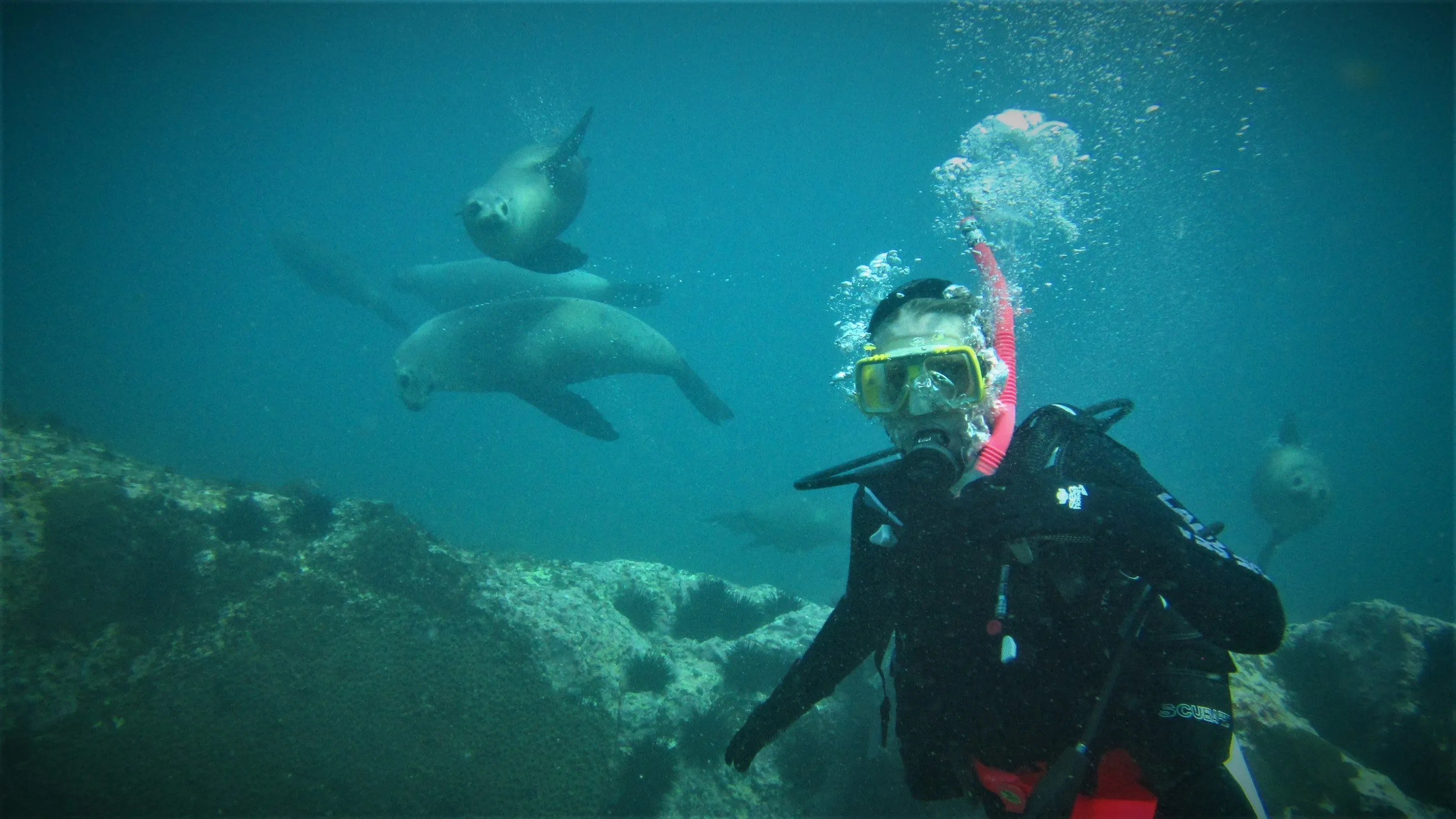 Learn to Dive