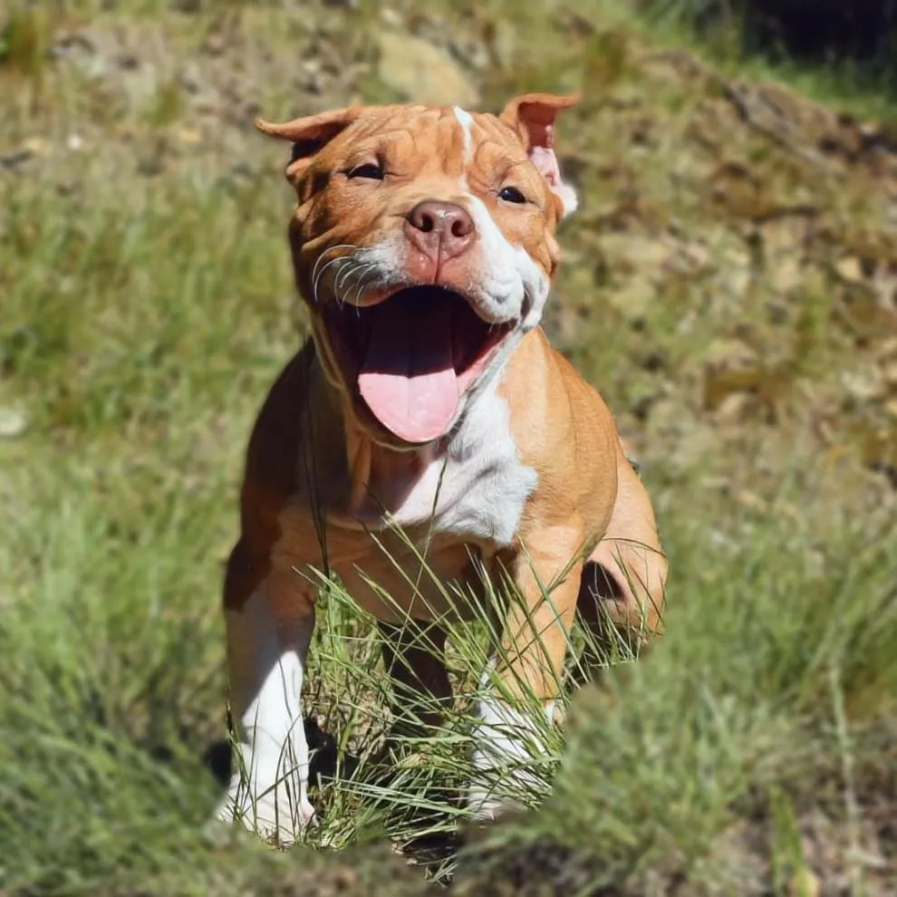Tier 4 - Klosowski’s Brandy The Pitbull TM Masters Degree