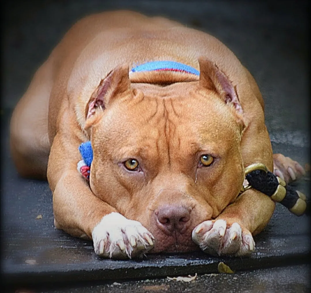 Tier 4 - Klosowski’s Brandy The Pitbull TM Masters Degree