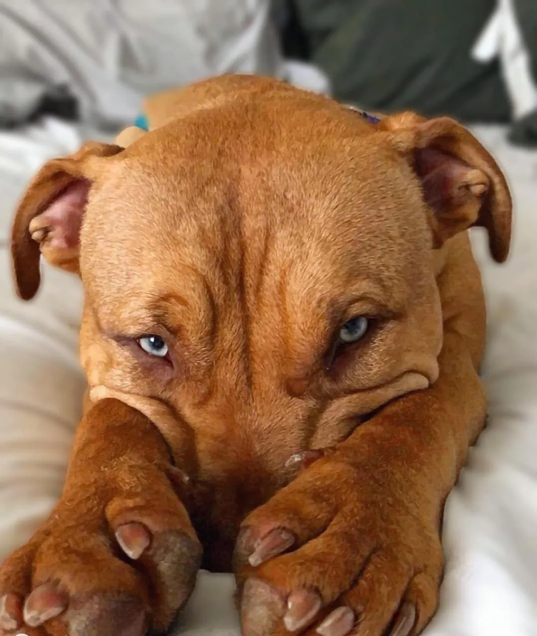 Tier 4 - Klosowski’s Brandy The Pitbull TM Masters Degree